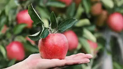 плод яблока