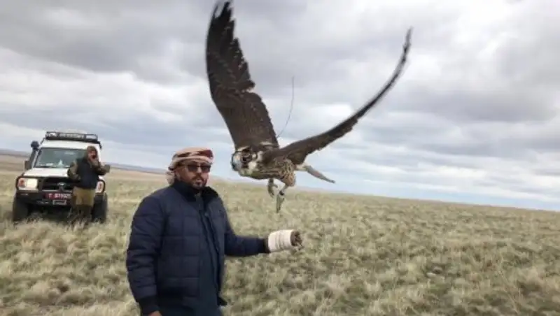 ОАЭ помогают сохранить популяцию соколов в РК