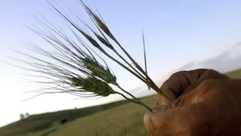 В Павлодарской области лишь треть посевов находится в хорошем состоянии