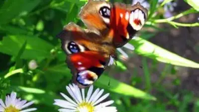 Zakon.kz, фото - Новости Zakon.kz от 29.05.2015 23:44