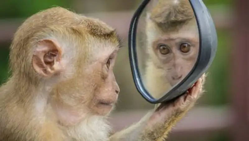 Рейтинг самых самовлюбленных знаков зодиака