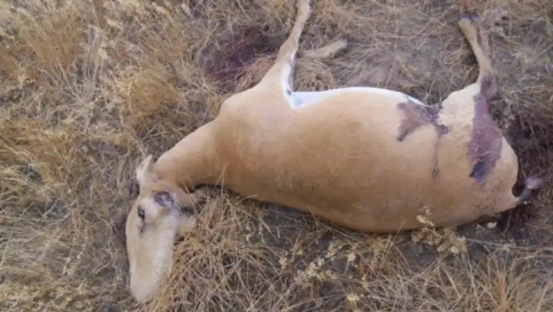 45 мертвых сайгаков обнаружили в ЗКО