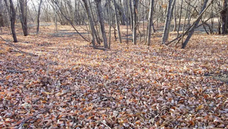 В Казахстане после аномальной жары ожидаются заморозки