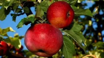 Zakon.kz, фото - Новости Zakon.kz от 22.02.2017 19:10