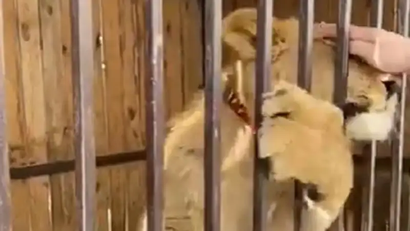 Видео со львенком взволновало жителей Актау