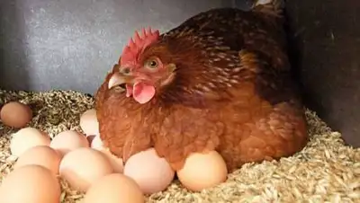 pixabay, фото - Новости Zakon.kz от 30.10.2021 14:53