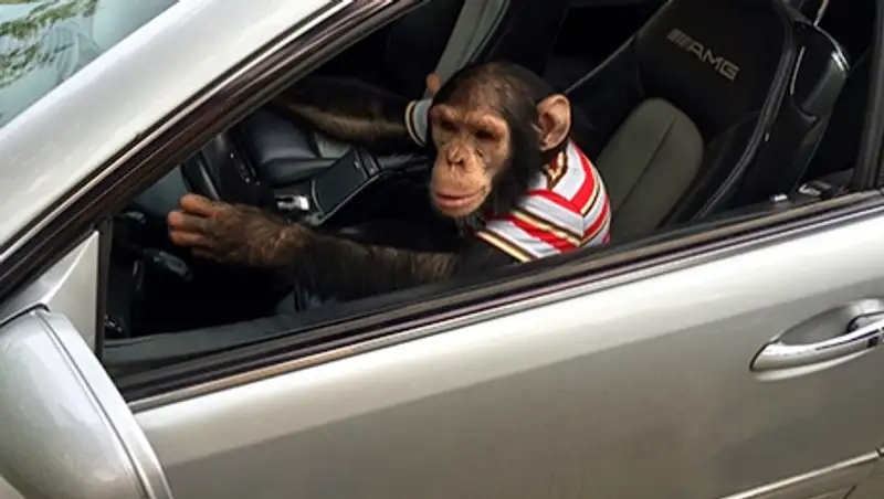 Продать Mercedes с помощью обезьяны решил казахстанец