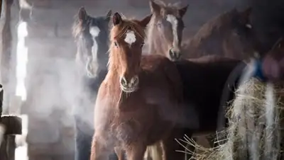 Zakon.kz, фото - Новости Zakon.kz от 31.05.2017 06:10