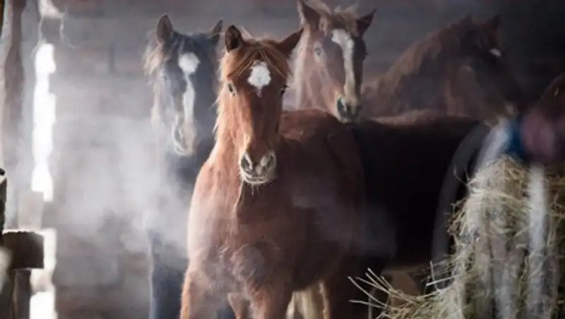 В Акмолинской области сельчанин забил до смерти чужую лошадь