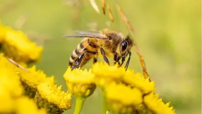 вымирание пчел, фото - Новости Zakon.kz от 21.05.2022 06:40