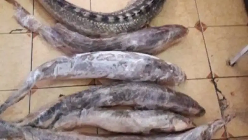 Атырауда бекіре балығын заңсыз сатқан әйел айыпталуда