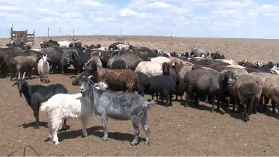 в Казахстане вводится запрет на вывоз скота, фото - Новости Zakon.kz от 27.08.2022 09:58
