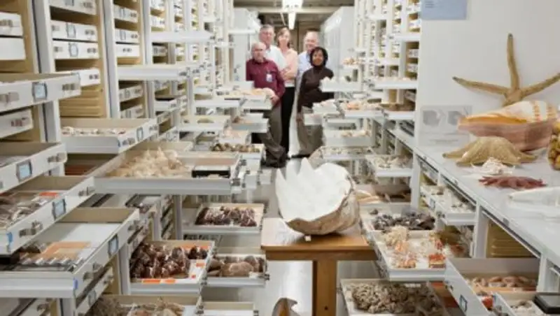 Тайные коллекции Американского музея естественной истории