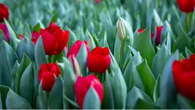 растительный мир, флора Казахстана, Сериккали Брекешев , фото - Новости Zakon.kz от 15.06.2022 11:31