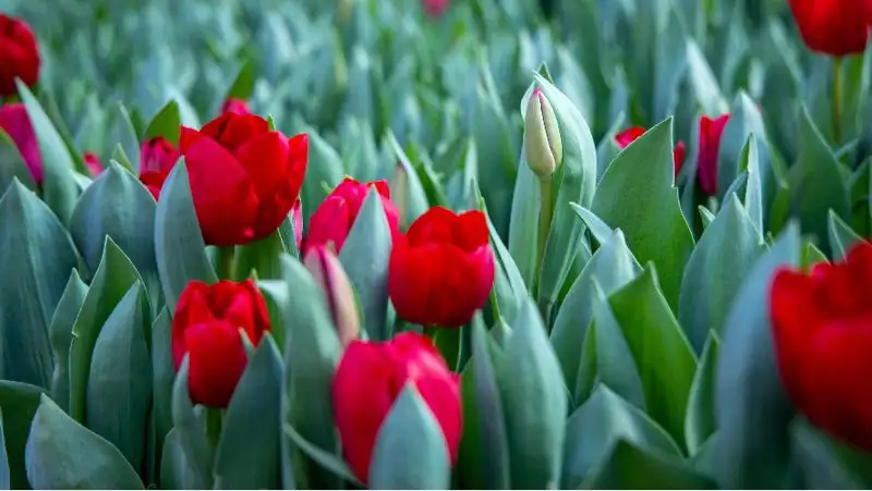 Ввести запрет на ввоз растений могут в Казахстане