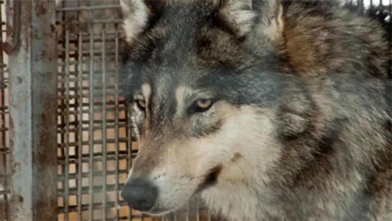 В Крыму в подъезде дома нашли волка, фото - Новости Zakon.kz от 15.11.2013 18:34