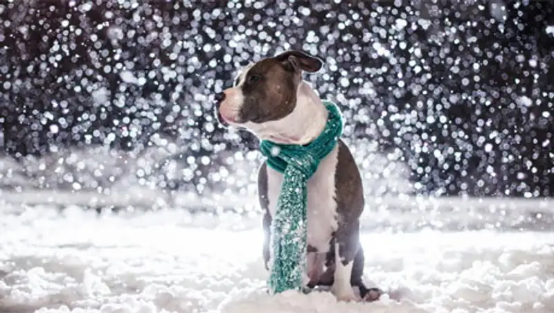 На севере, востоке и в центре Казахстана в ближайшие трое суток ожидаются снег и гололед
