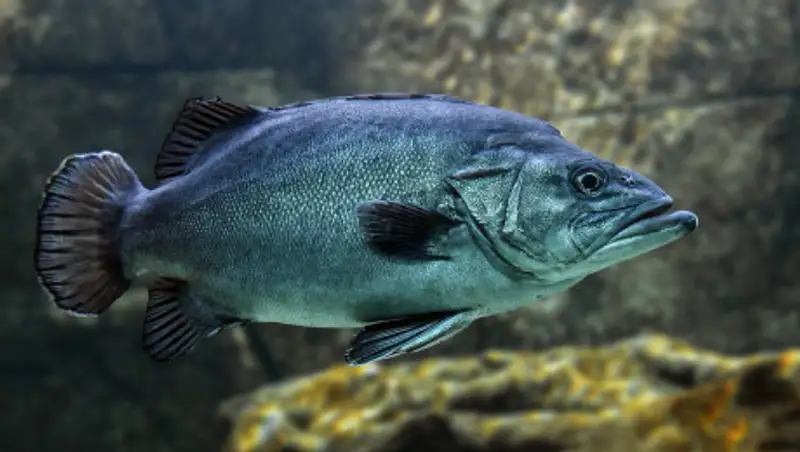 Названы виновники массовой гибели рыбы в Урале