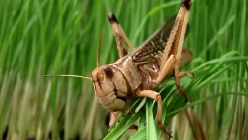 На борьбу с саранчой в 2017 году выделят 1,5 млрд. тенге