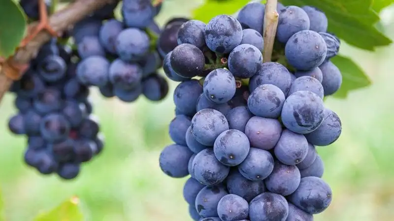 Arba Wine: как возрождение виноградников приносит пользу селу, фото - Новости Zakon.kz от 29.11.2022 11:00