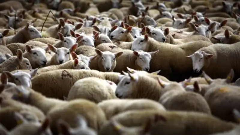 Жителям Атырау выплатили компенсацию за погибший скот