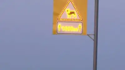 Дорожный знак "Осторожно животное" стали подсвечивать в Казахстане