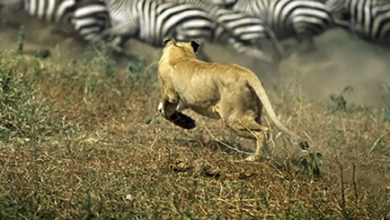 Полосы на шкуре зебр оказались плохой маскировкой от хищников