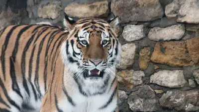 Казахстан тигры популяция восстановление работа, фото - Новости Zakon.kz от 14.11.2022 14:31