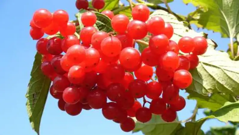 Клюква может способствовать развитию мочекаменной болезни - врач