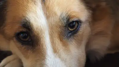 pxhere.com, фото - Новости Zakon.kz от 04.05.2020 23:42