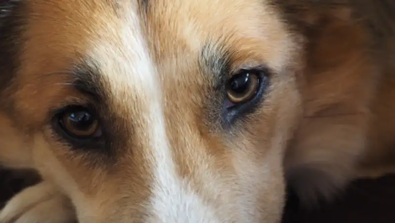 Повешенных на дереве собак в Алматинской области нашли дети