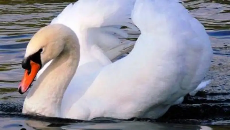 Окровавленного краснокнижного лебедя нашли во дворе Алматы