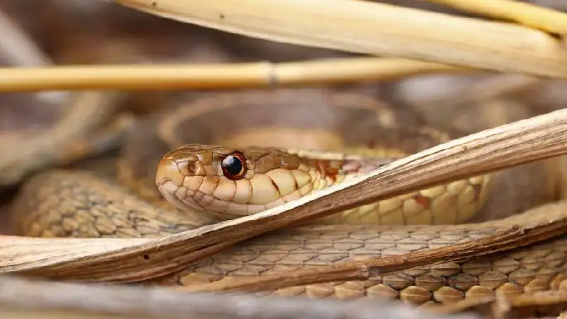 Скопление змей напугало казахстанцев – видео