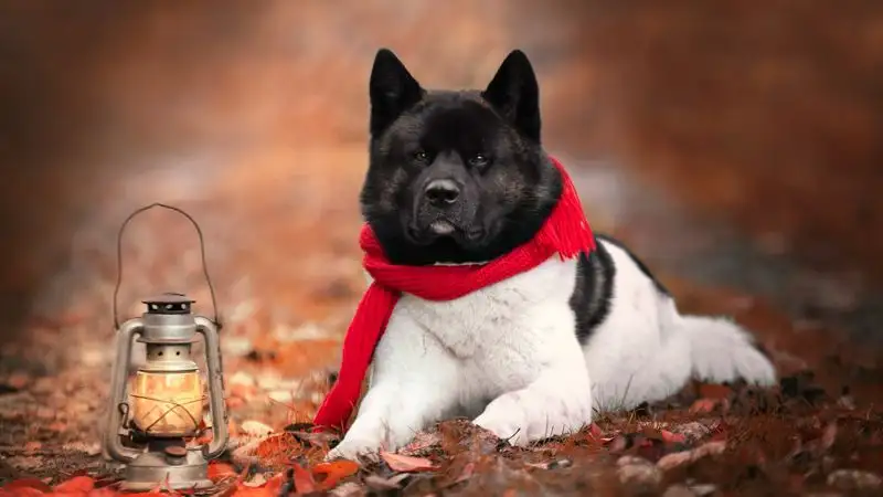 Кинолог рассказал о рационе собак весной и сезонных мерах профилактики