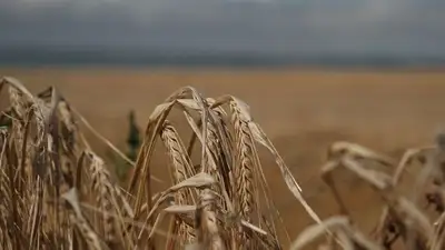 В акимате Акмолинской области рассказали о развитии аграрной отрасли, фото - Новости Zakon.kz от 24.11.2022 15:02