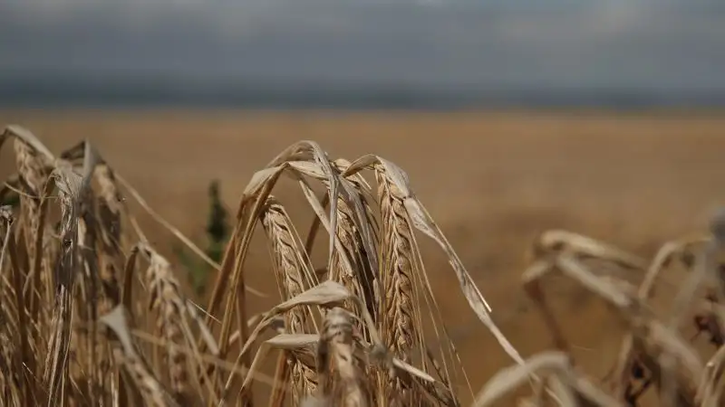 В акимате Акмолинской области рассказали о развитии аграрной отрасли