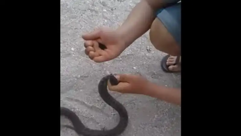 Жители Актау поймали змею и накормили ее насваем