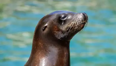 тюлени нападают на людей в Актау, фото - Новости Zakon.kz от 22.08.2022 22:23