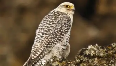 Zakon.kz, фото - Новости Zakon.kz от 31.08.2017 11:54