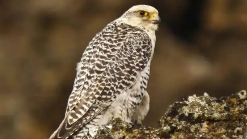 Елордада қызыл кітапқа енген құсты саудалап келген браконьерлер ұсталды