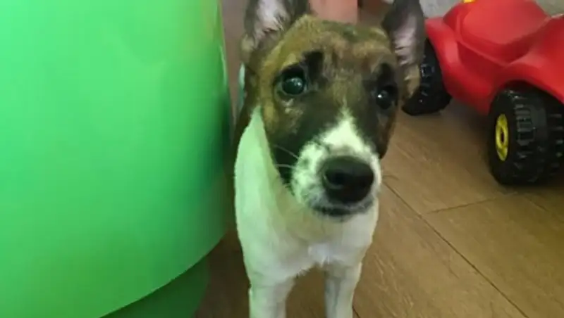 Пятилетняя живодерка едва не убила собаку с одобрения родителей