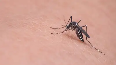 Атырау нашествие комаров, фото - Новости Zakon.kz от 12.06.2022 15:34