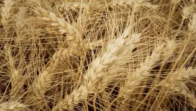 Latifundist.com, фото - Новости Zakon.kz от 24.04.2020 18:07