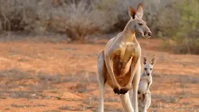 Алматинский зоопарк, фото - Новости Zakon.kz от 07.04.2022 19:24