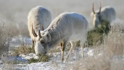 Zakon.kz, фото - Новости Zakon.kz от 05.01.2017 19:13