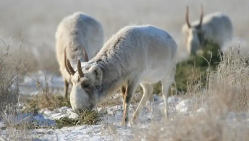 Более 30 застреленных сайгаков нашли в ЗКО