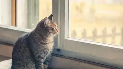 ferplast.com, фото - Новости Zakon.kz от 27.05.2020 17:25