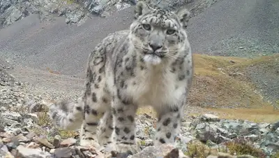 wwf.ru, фото - Новости Zakon.kz от 28.08.2020 15:17