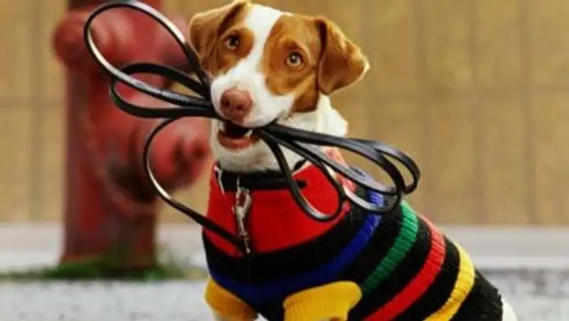 В США отец застрелил сына в споре о том, кто будет выгуливать собаку