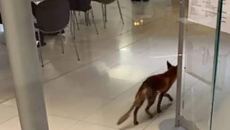 Лиса устроила переполох в здании парламента Великобритании